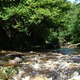 Image for article titled Planting Trees Could Save Britain's Stream Habitats